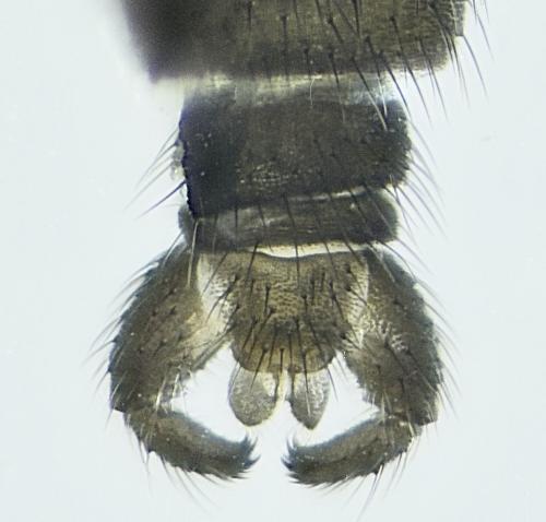 Bradysia sp.
